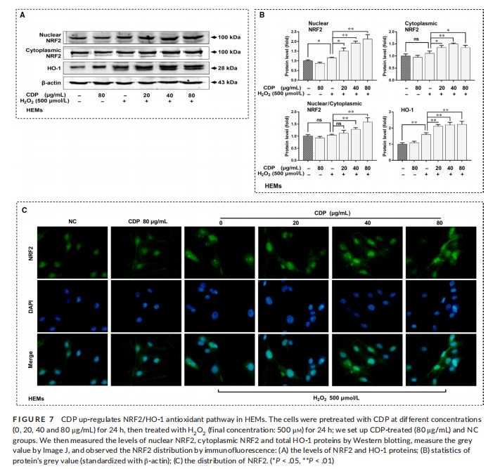 cistanche supplement