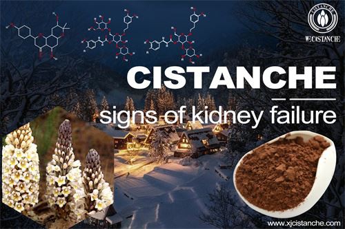Cistanche as a low-protein diet in the treatment of chronic kidney disease