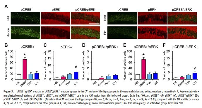 neurons appear in the CA1 neurons appear in the CA1