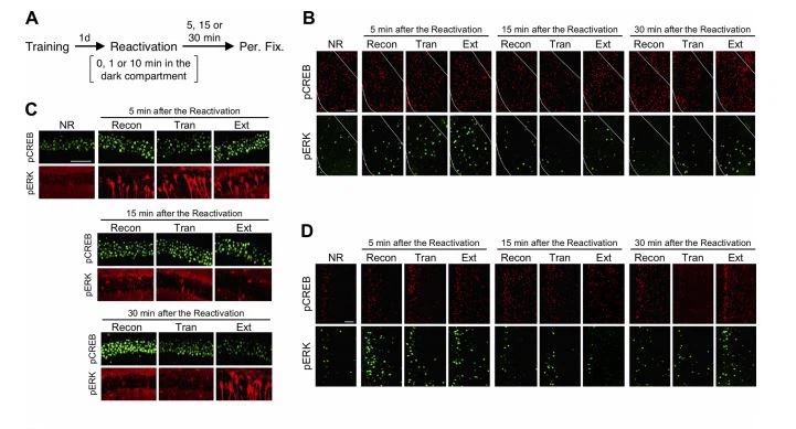 Time course analysis Time course analysis