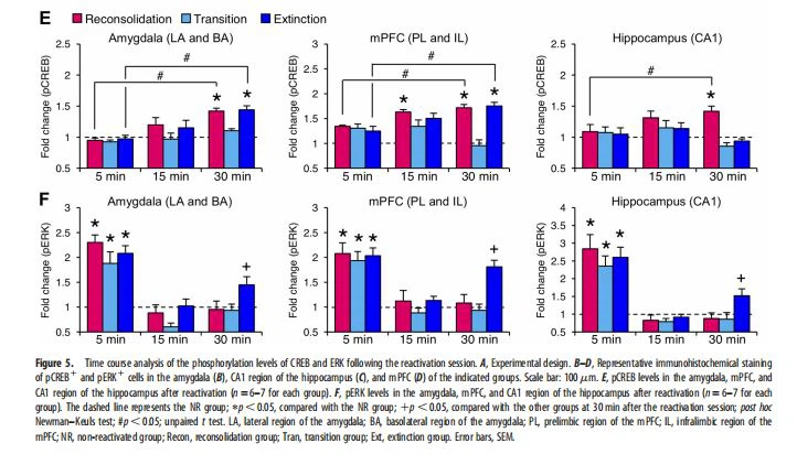 phosphorylation levels phosphorylation levels