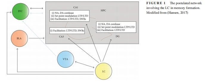 The postulated network  involving