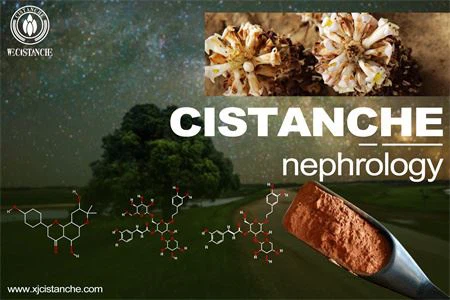 nephrologyrenal development