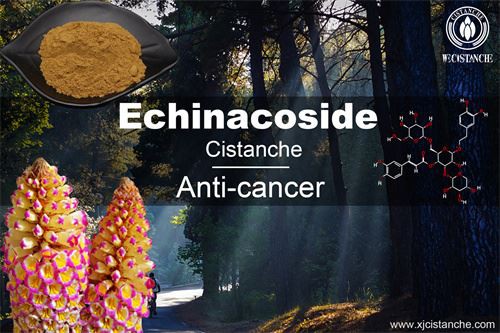 Cistanche deserticola prevents kidney disease, click here to get the sample Cistanche deserticola prevents kidney disease, click here to get the sample