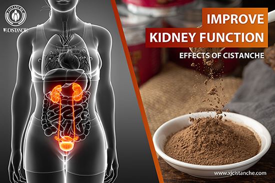 cistanche for improving kidney function