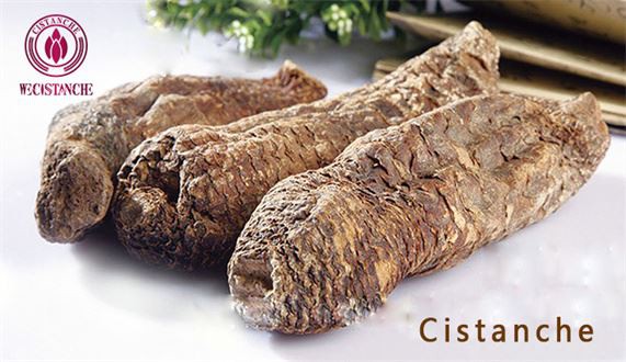 Cistanche herb