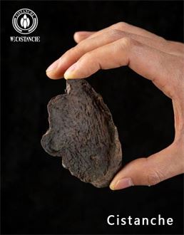 cistanche cistanche