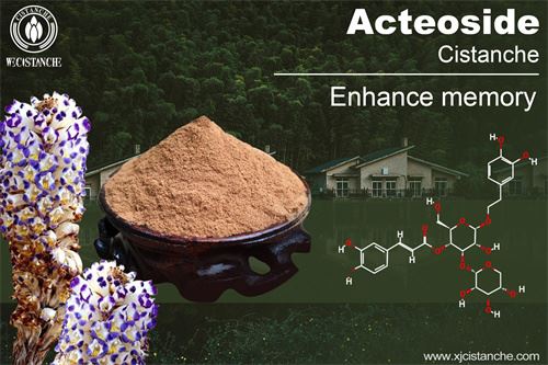 Cistanche can improve memory Cistanche can improve memory