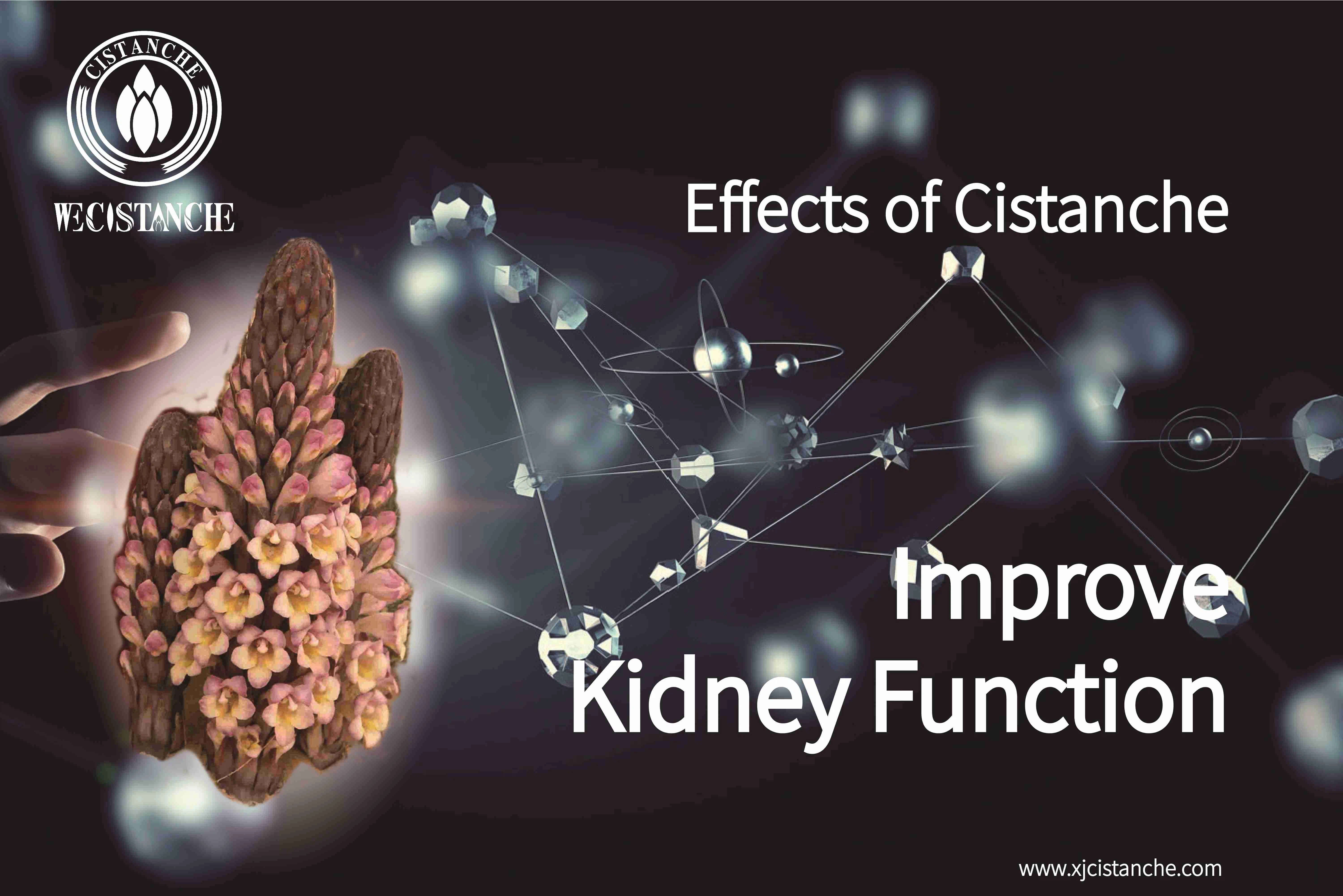 the best herb for kidney function
