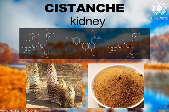 Cistanche-kidney-6(6) Cistanche-kidney-6(6)