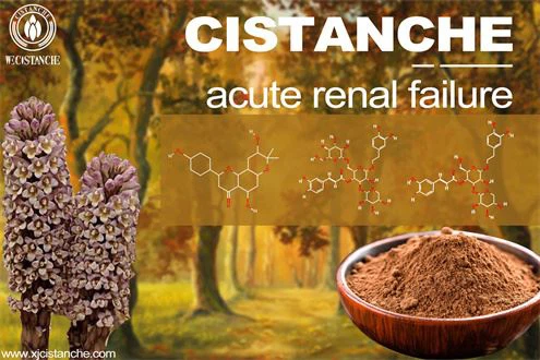 cistanche extract
