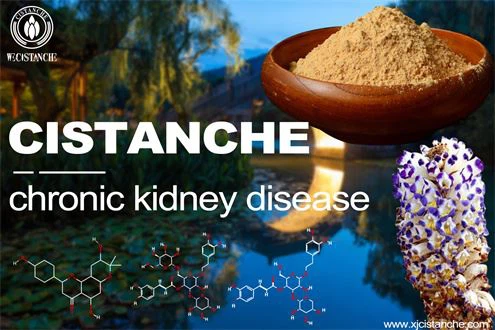 what is cistanche used for: treating chronic kidney diseases