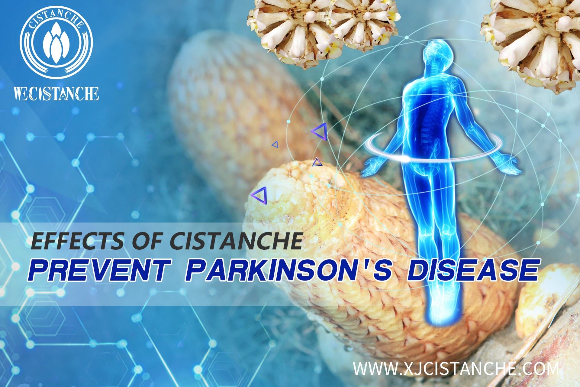 the best herb for parkinson's disease disease