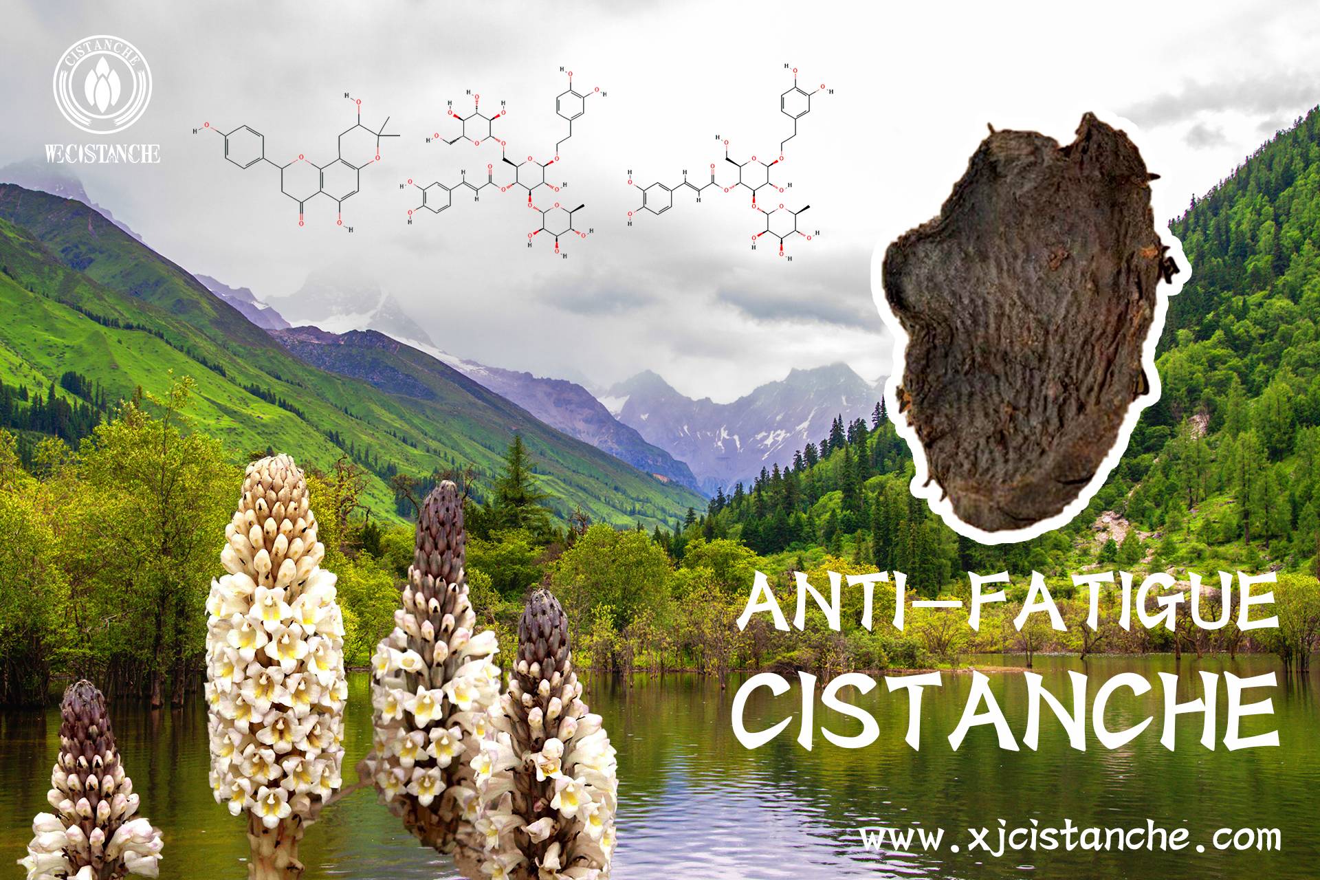 anti-fatigue cistanche anti-fatigue cistanche