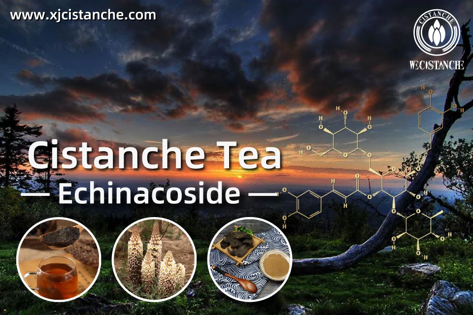 the best cistanche tea the best cistanche tea