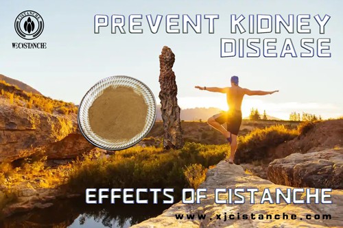 the best herb for kidney