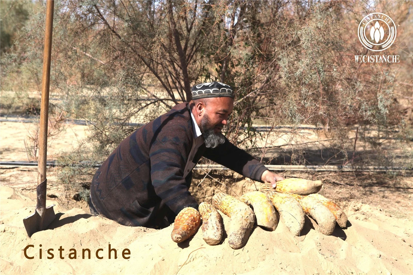 Cistanche tubulosa