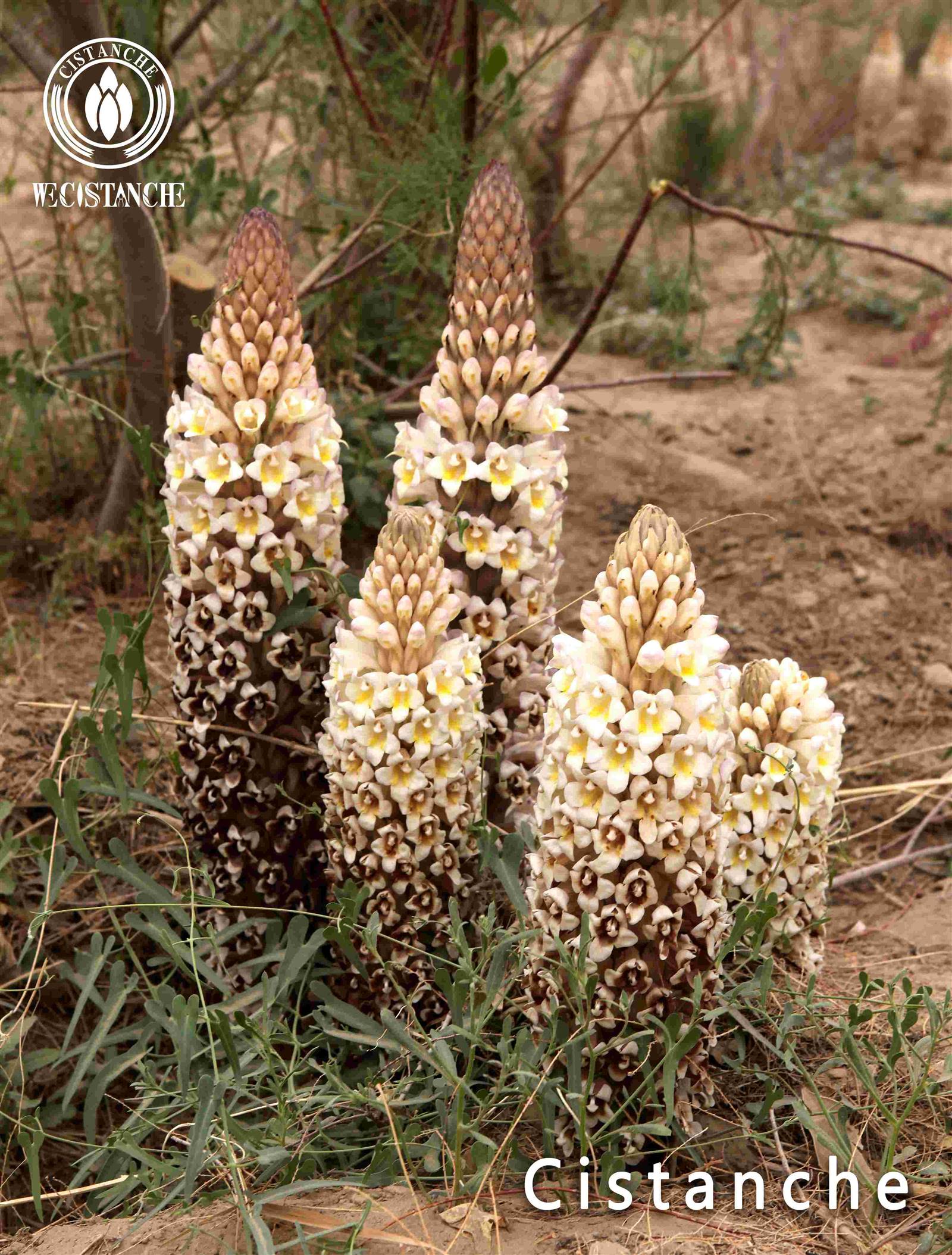 organic cistanche