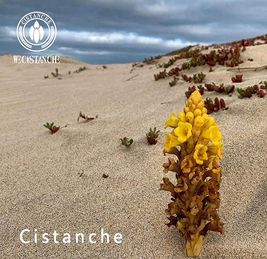 desert ginseng (3)