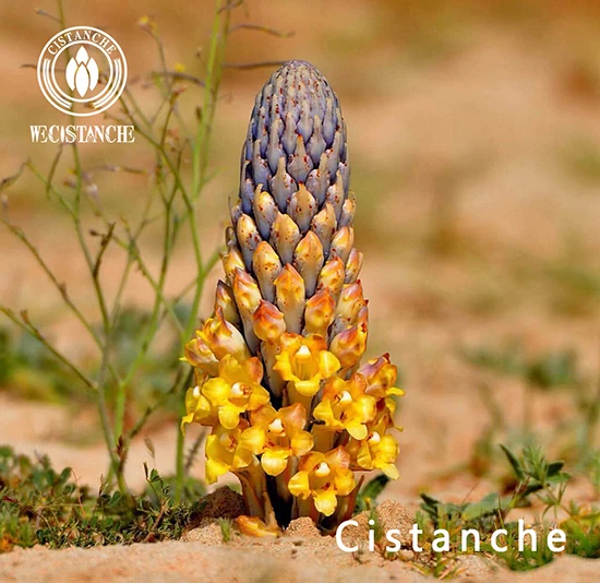 Cistanche deserticola Y.C.Ma (2)