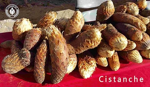 Cistanche