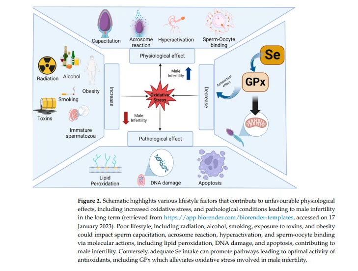 herba cistanches side effects herba cistanches side effects