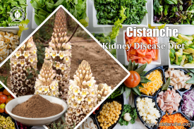 25% echinacoside cistanche 
