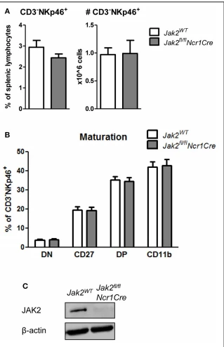 FIGURE 3 | JAK2 is dispensable for NK cell survival and maturation. (A) Frequency (left panel) and total numbers (right panel) of CD3 −NKp46+ NK cells in the spleens of Jak2WT and Jak2fl/flNcr1Cre mice were assessed by flow cytometry. (B) Splenic CD3−NKp46+ NK cells were analyzed for expression of CD27 and CD11b by flow cytometry. Frequency of cells in each maturation stage is show: DN (CD27−CD11b−), CD27 (CD27+CD11b−), DP (CD27+CD11b+), CD11b (CD27−CD11b+). (C) The expression of JAK2 and β-actin was analyzed by Western blot in NK cells upon 6 days of expansion in IL-2. Scans of full blots are available in Supplementary Material. (A,B) Bar graphs represent mean ± SEM of 2–3 independent experiments; n = 5–12.