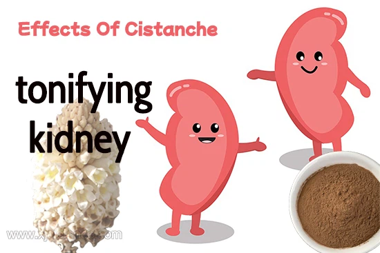 Chinese herb cistanche-Treating depression by tonifying the kidney