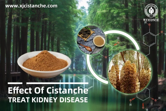 CISTANCHE EXTRACT WITH 25% ECHINACOSIDE AND 9% ACTEOSIDE FOR KIDNEY CISTANCHE EXTRACT WITH 25% ECHINACOSIDE AND 9% ACTEOSIDE FOR KIDNEY
