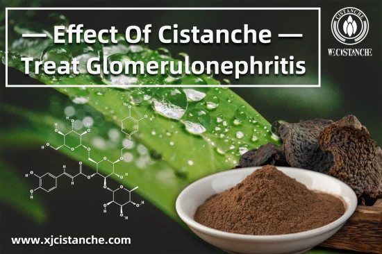 CISTANCHE EXTRACT WITH 25% ECHINACOSIDE AND 9% ACTEOSIDE FOR KIDNEY CISTANCHE EXTRACT WITH 25% ECHINACOSIDE AND 9% ACTEOSIDE FOR KIDNEY