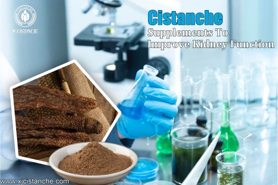 CISTANCHE EXTRACT WITH 25% ECHINACOSIDE AND 9% ACTEOSIDE FOR KIDNEY FUNCTION