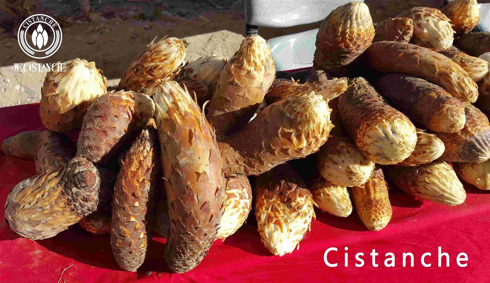 Natural cistanche tubulosa for heart diseases