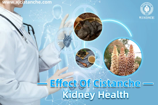 cistanche benefits for kidney function function