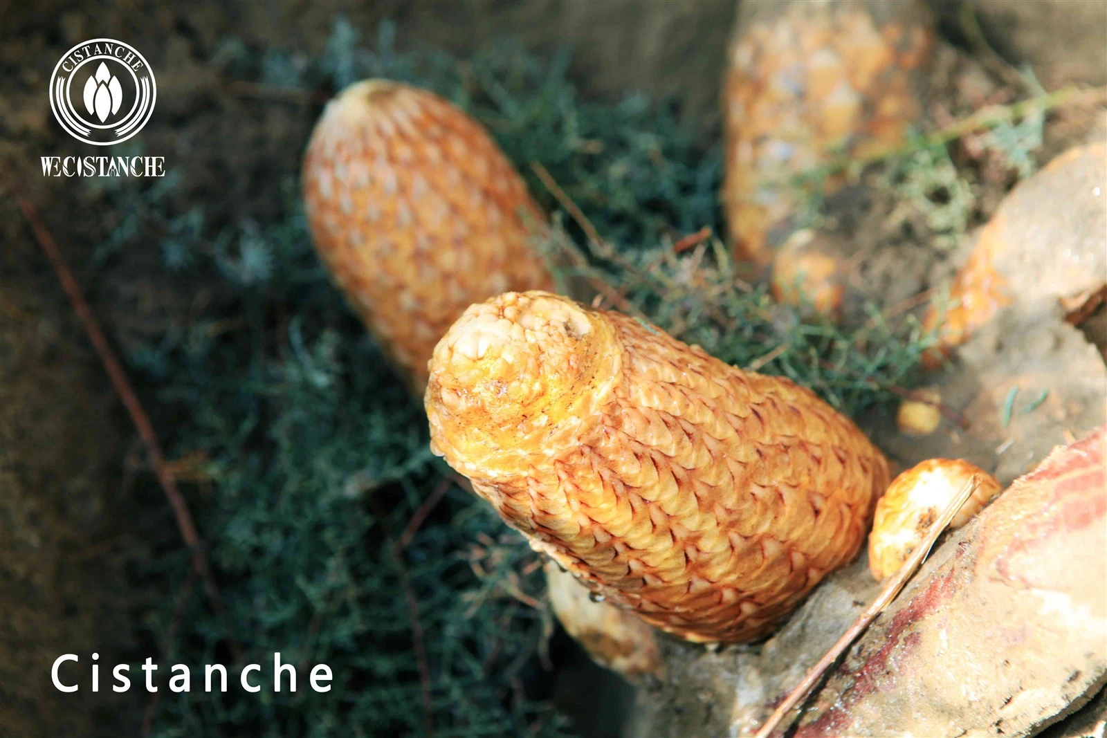 cistanche tubulosa herb plant extract