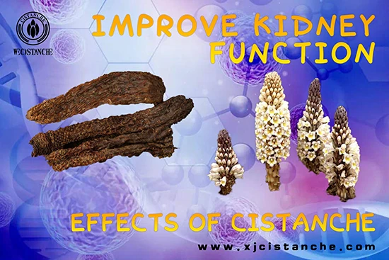 Effects of Cistanche-Immprove  kidney function