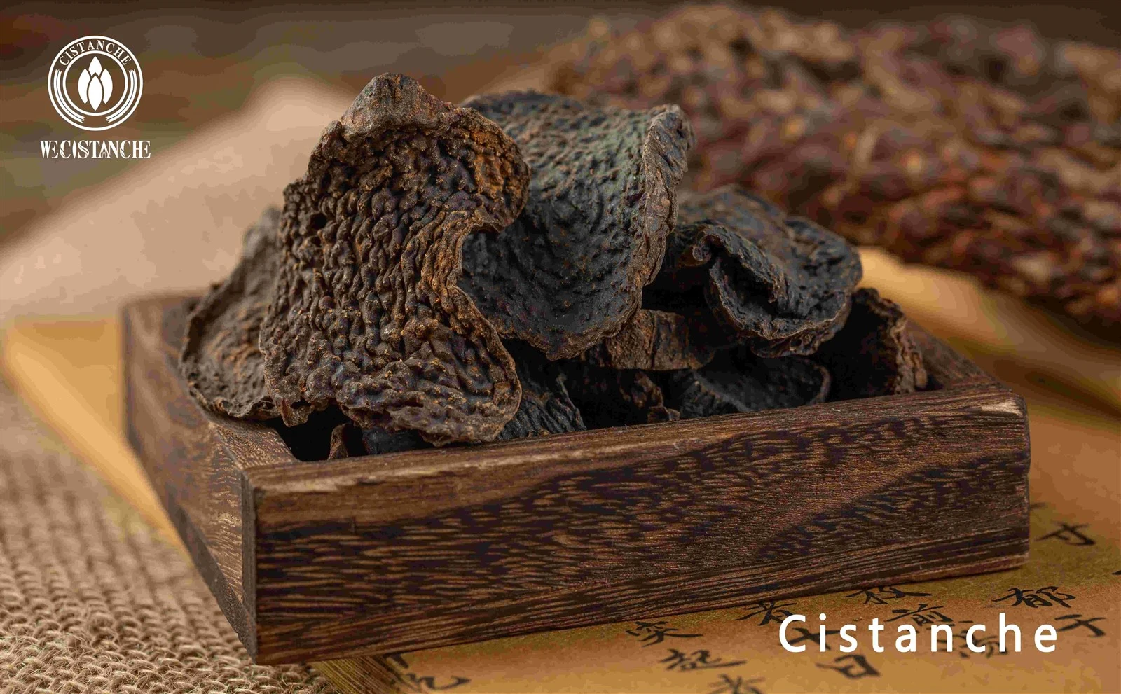 Cistanche tubulosa for combating aging and maintaining health