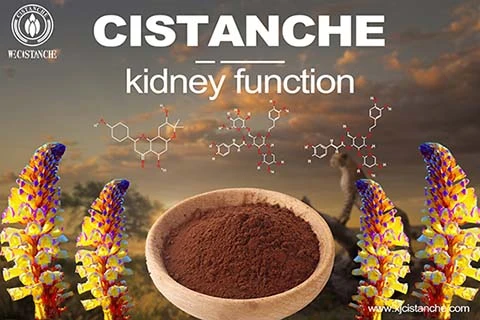 cistanche-kidney function-5(59) cistanche-kidney function-5(59)