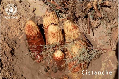 Cistanche लाभ Cistanche प्रभाव Cistanche दुष्प्रभाव Cistanche उपयोग Cistanche खुराक